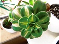 aeonium