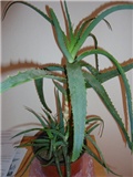 aloe 2