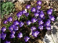 Crocus