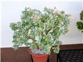 Crassula arborescens undulatifolia