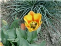  tulipan