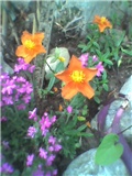 cvet iz kamenjara