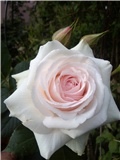 rosa Aorangi