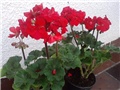 starinske pelargonije