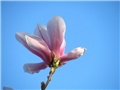  Magnolia x soulangiana 'Alexandrina'.
