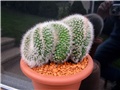 Mammillaria pringlei  cristata