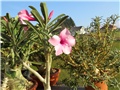 Adenium swazicum 