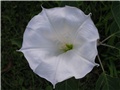 datura