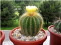 Notocactus warasii 