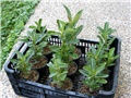 Adenium obesum, sijanci ožujak