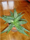 aloe vera