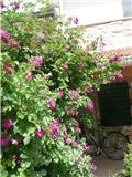 blue magenta