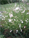 gaura