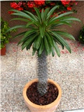 Pachypodium lamerei 