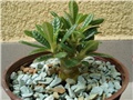 dorstenia gigas 6