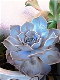 succulent 8