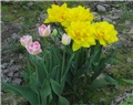 Tulipani