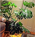 Philodendron