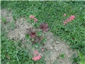 heucera3