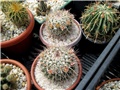 mammillaria .... (?)