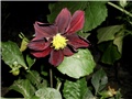 bordo dalija2