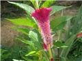 Celosia cristata 