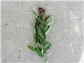 lonicera