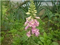 digitalis