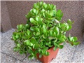 Crassula ovata