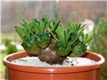 Euphorbia bupleurifolia x susannae