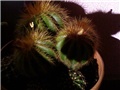 Kaktus (Eriocactus warassii)