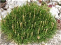 Pinus mugo 