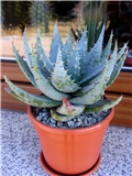 Aloe ferox