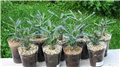 adenium somalense nova
