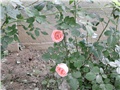 roze ružice