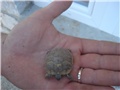 mala kornjača