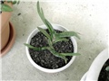 gasteria