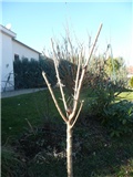 lagerstroemia