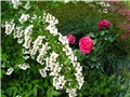 Deutzia scabra 