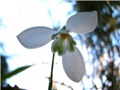 Galanthus nivalis