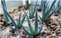 agave victoriae reginae