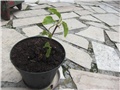 bugenvila