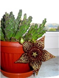 Stapelia lepida