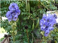 Aconitum carmichaelii