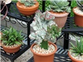 Euphorbia lactea cristata