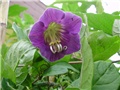 cobaea scandens