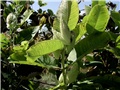  papagaji
