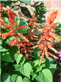astilbes