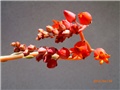 echeveria-cvijet