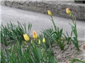 Tulipani